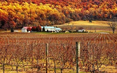 USAtoday-gg A scenic vineyard in autumn with rows of grapevines stretching across the foreground. In the distance, a farmhouse and other small buildings sit at the base of a hillside covered in vibrant fall foliage, with trees in shades of red, orange, and yellow. The rolling hills and colorful landscape create a picturesque and peaceful countryside view.
