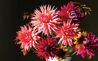 flower mag hero A vibrant arrangement of colorful dahlias in shades of pink, red, and purple displayed in a white vase. The flowers have large, spiky petals and are set against a dark background, making the colors pop.